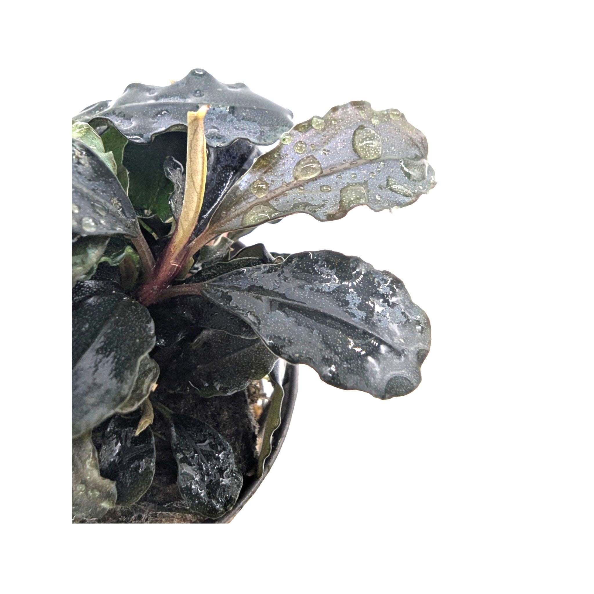 Bucephalandra lamandau - Exotic Borneo Aquarium Plant - Aqua