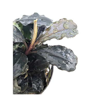 Bucephalandra lamandau