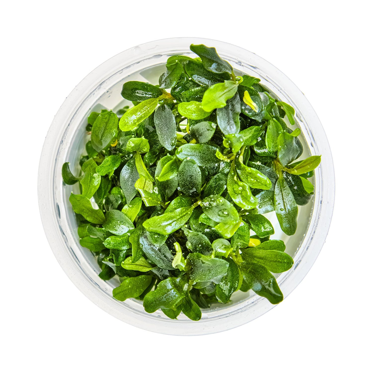 Tropica Bucephalandra sp. Needle Leaf 1-2-GROW!