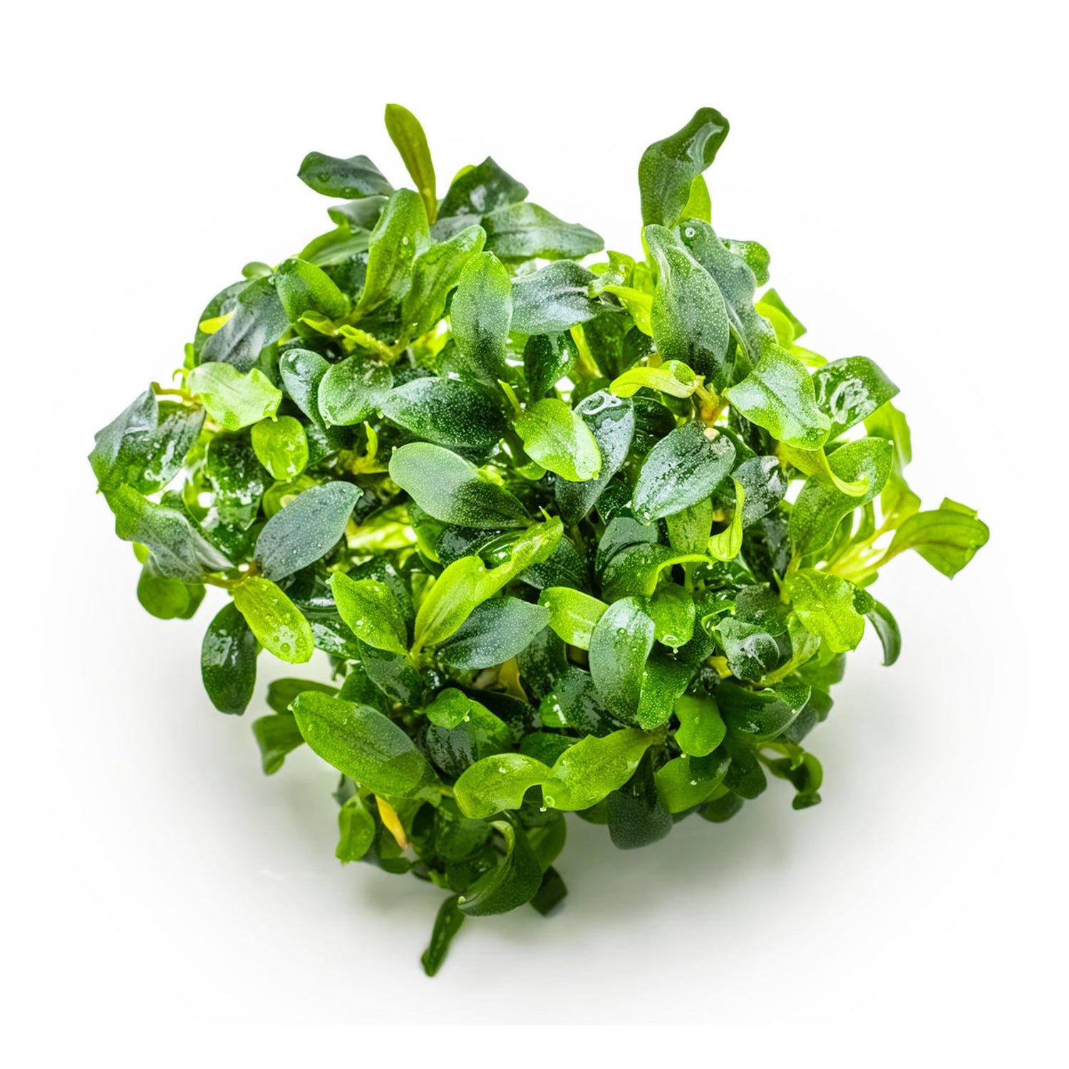 Tropica Bucephalandra sp. Needle Leaf 1-2-GROW!