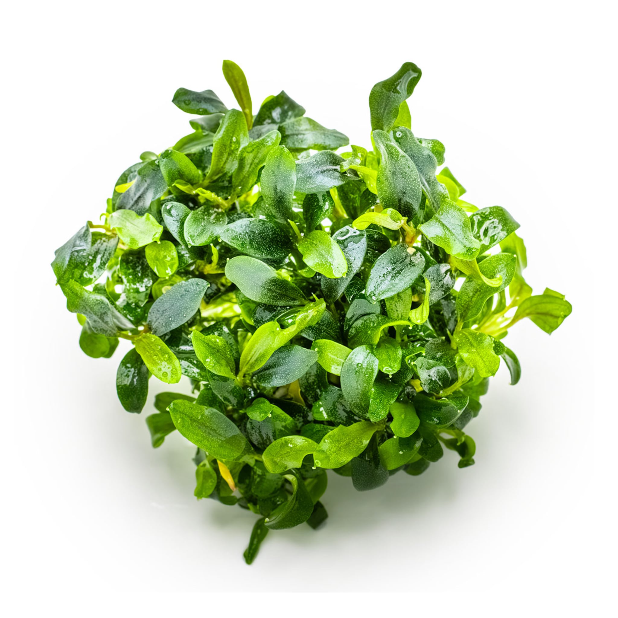 Tropica Bucephalandra sp. Needle Leaf 1-2-GROW!