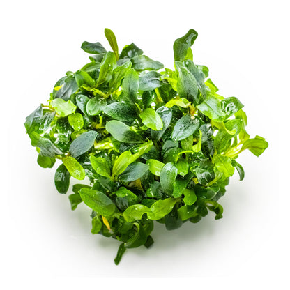 Tropica Bucephalandra sp. Needle Leaf 1-2-GROW!