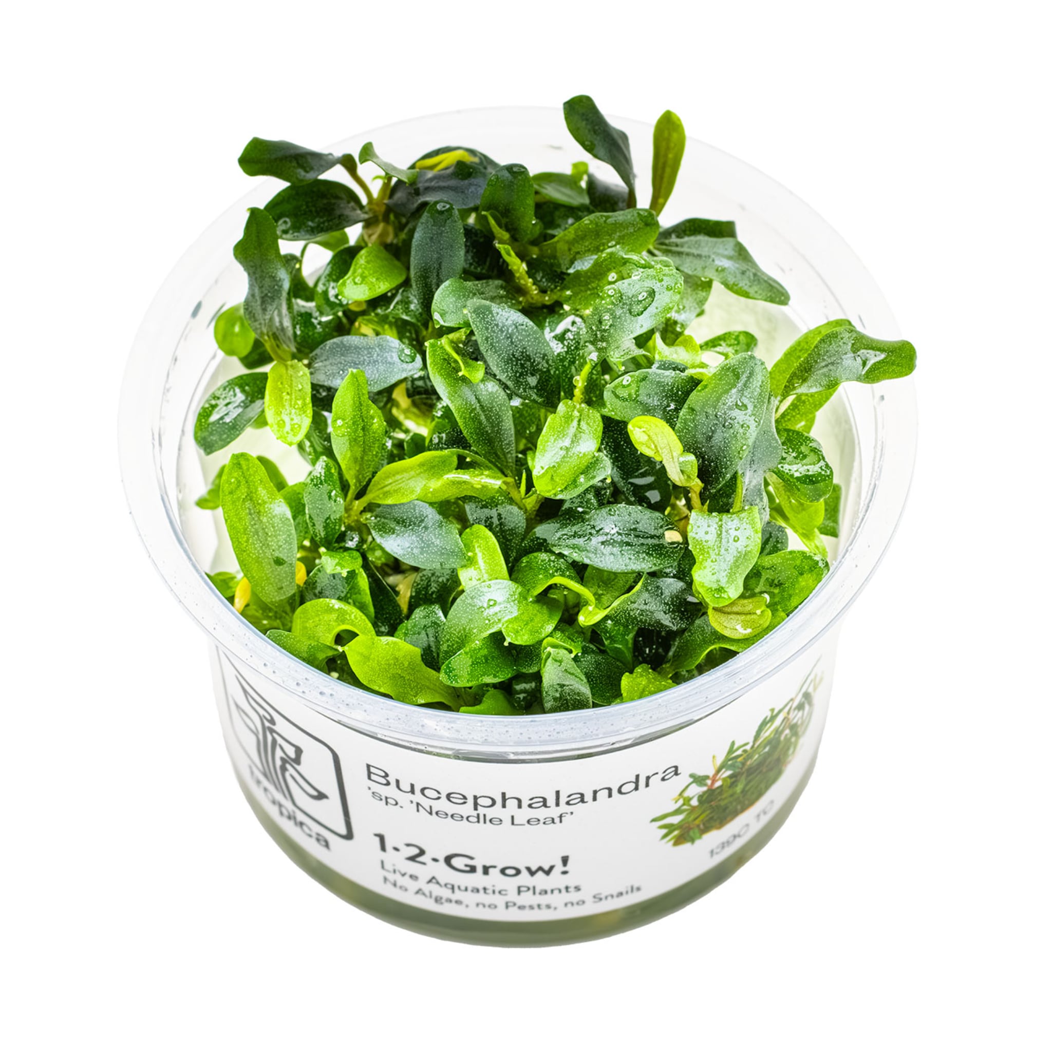 Tropica Bucephalandra sp. Needle Leaf 1-2-GROW!