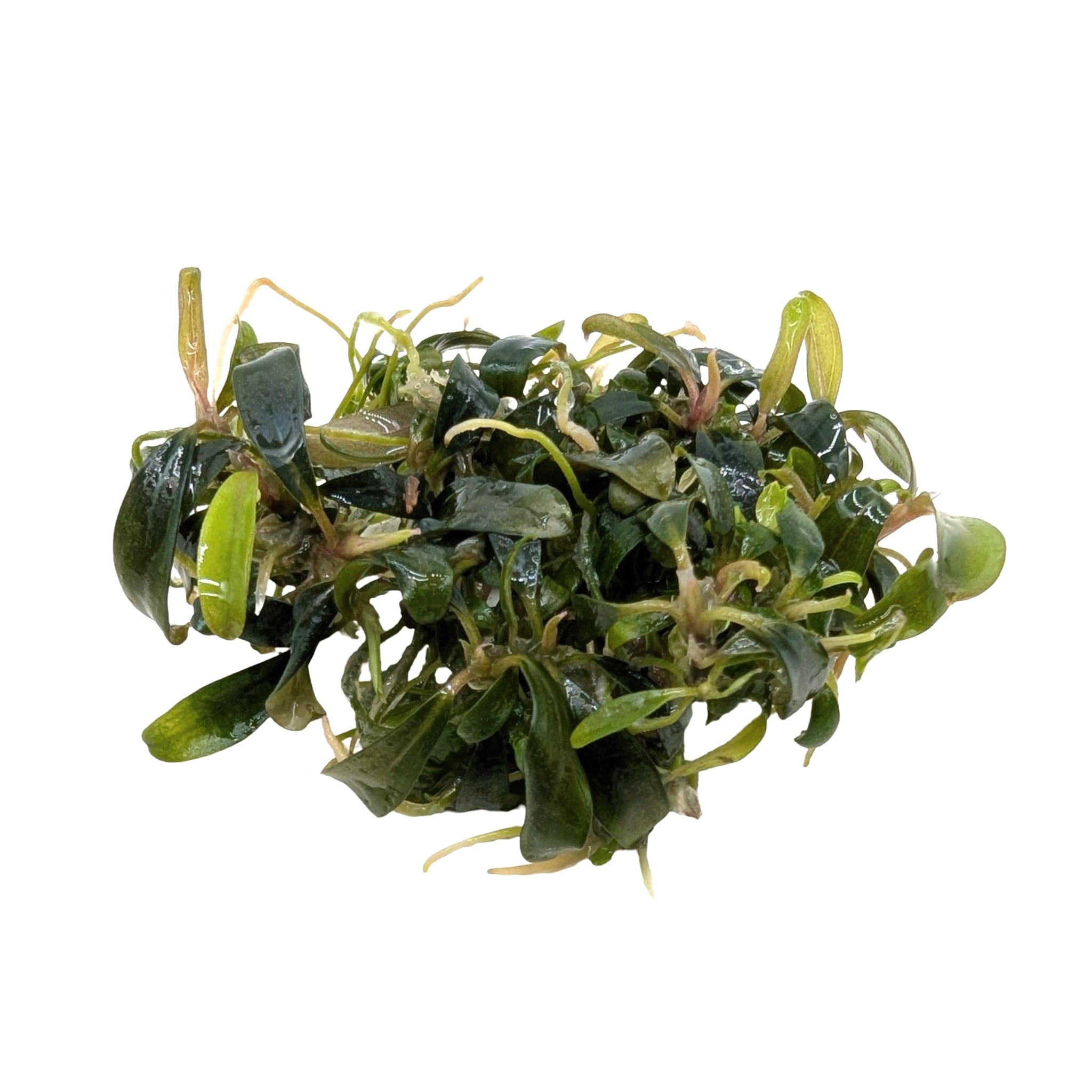 Easy Grow Bucephalandra Serimbu Brown