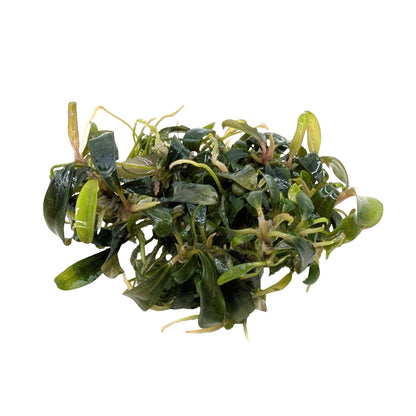 Easy Grow Bucephalandra Serimbu Brown