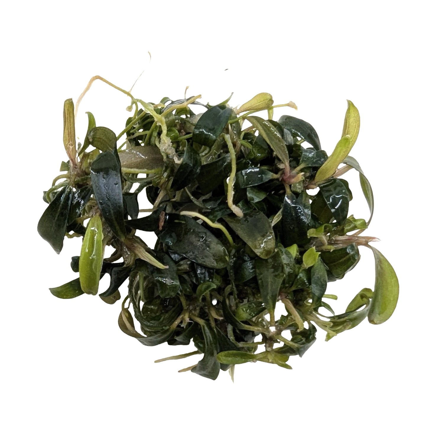 Easy Grow Bucephalandra Serimbu Brown