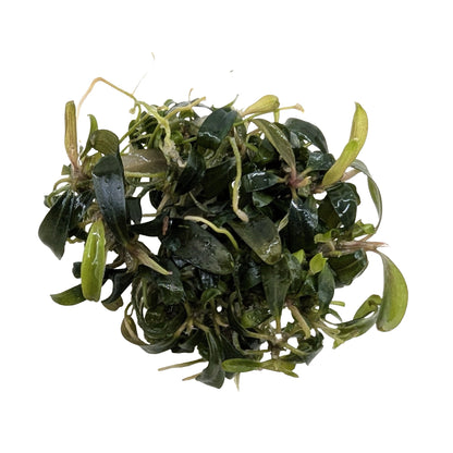 Easy Grow Bucephalandra Serimbu Brown