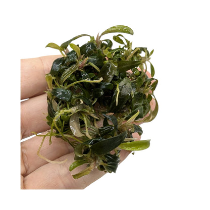 Easy Grow Bucephalandra Serimbu Brown