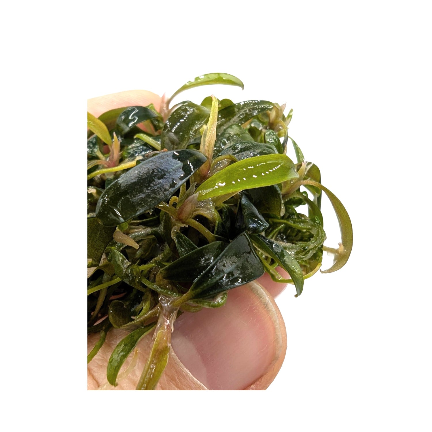 Easy Grow Bucephalandra Serimbu Brown