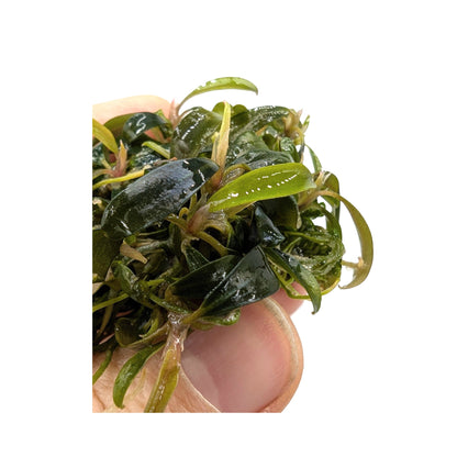 Easy Grow Bucephalandra Serimbu Brown