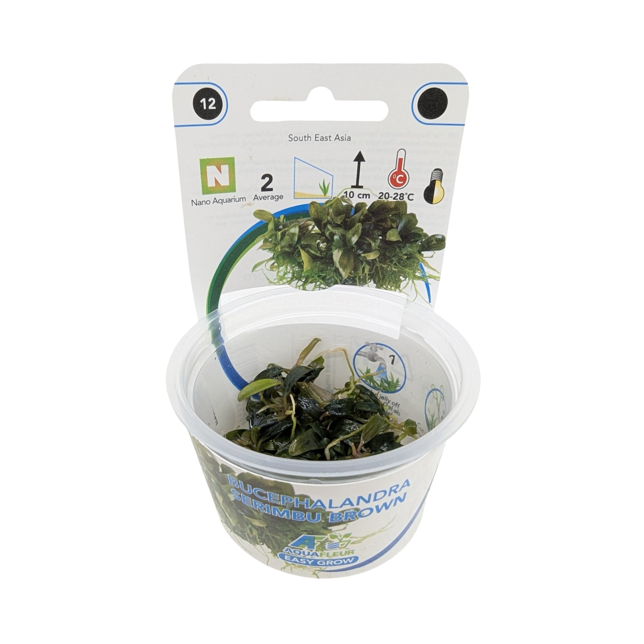 Easy Grow Bucephalandra Serimbu Brown