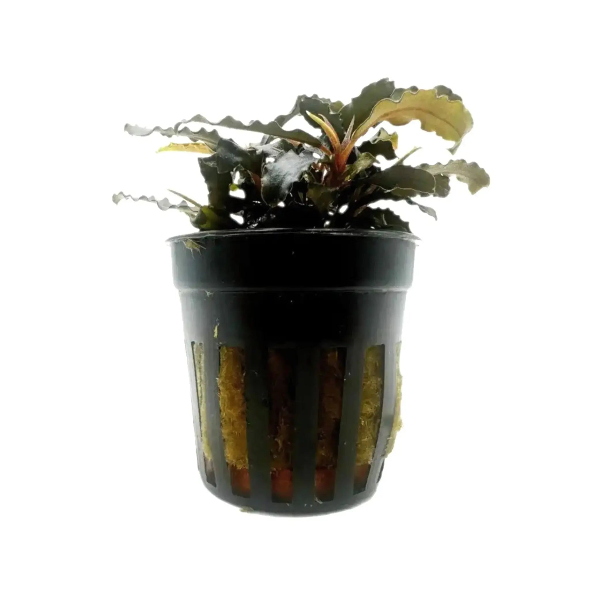 Bucephalandra biblis - Rare Borneo Aquarium Plant - Aqua Essentials