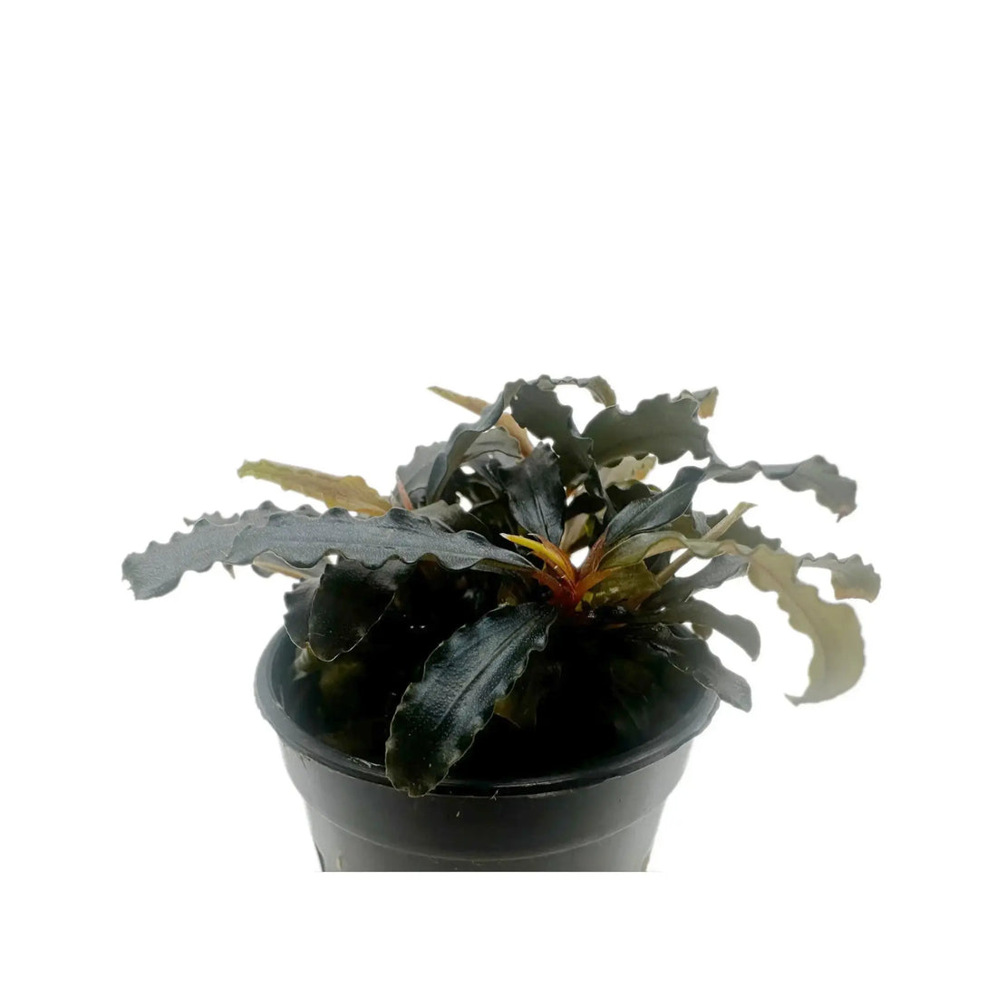 Bucephalandra biblis Aquafleur