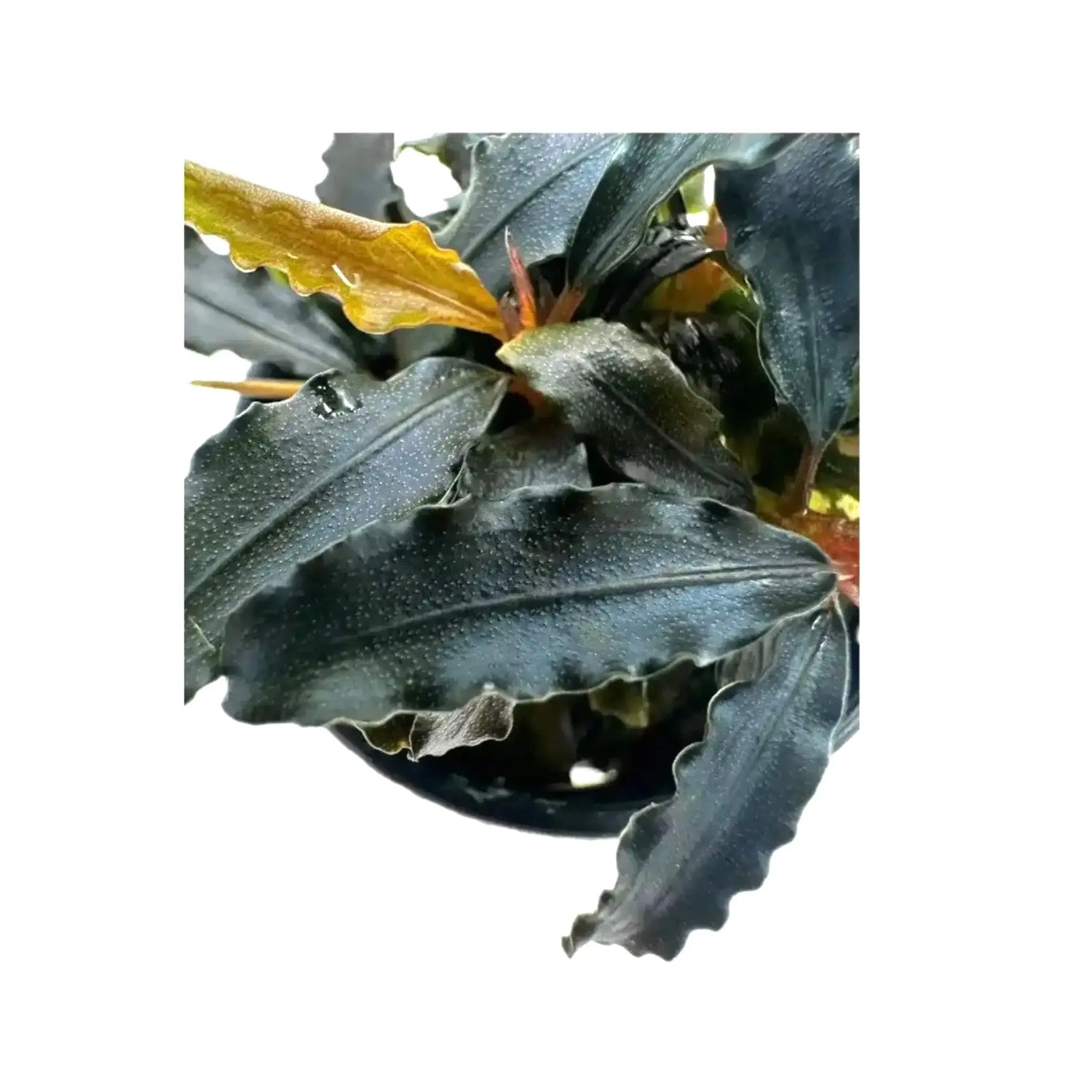 Bucephalandra biblis Aquafleur