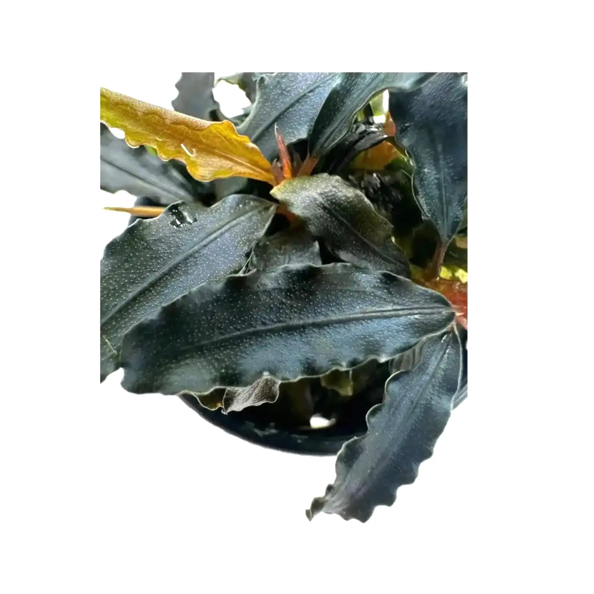 Bucephalandra biblis Aquafleur