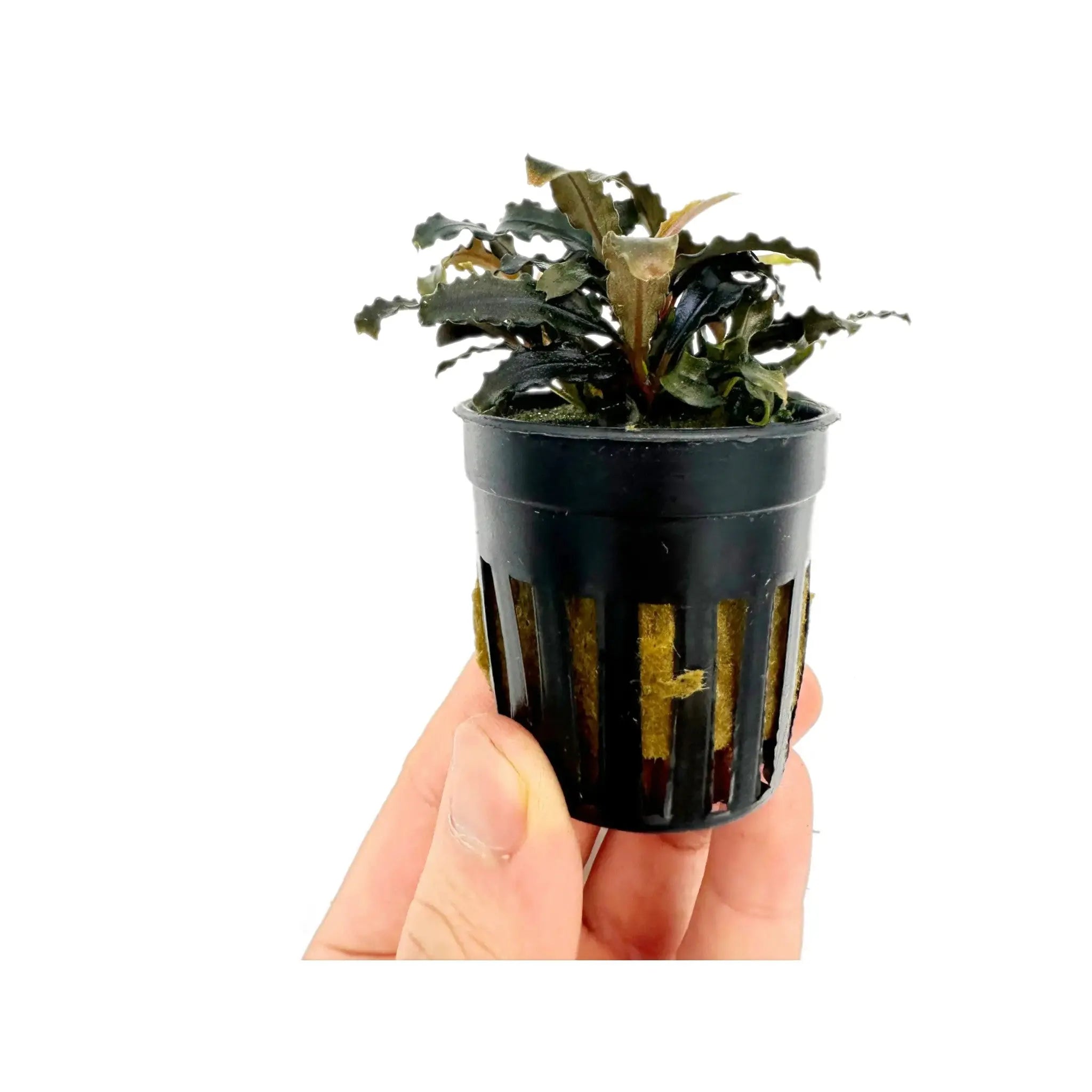 Bucephalandra biblis - Rare Borneo Aquarium Plant - Aqua Essentials Bucephalandra biblis - Rare Borneo Aquarium Plant - Aqua Essentials