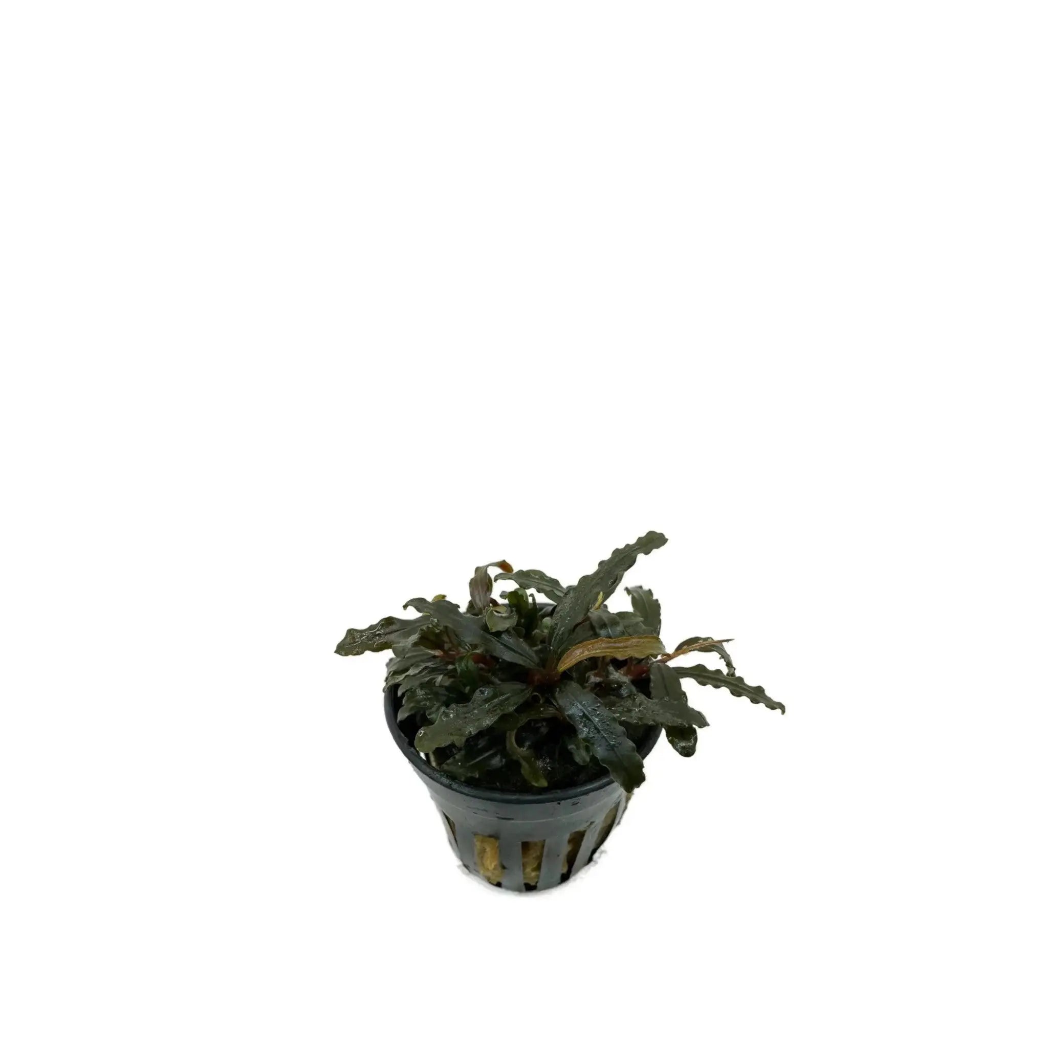 Bucephalandra caterina Aqua Essentials