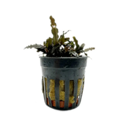 Bucephalandra caterina Aqua Essentials