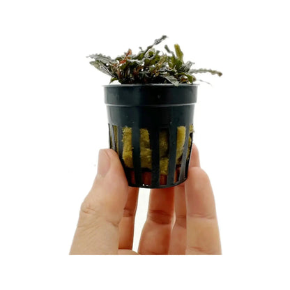 Bucephalandra caterina Aqua Essentials