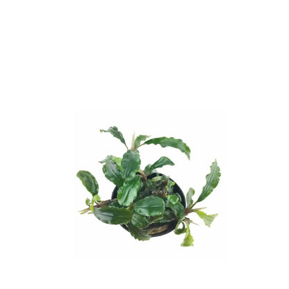 Bucephalandra crisped leaves Aqua Essentials