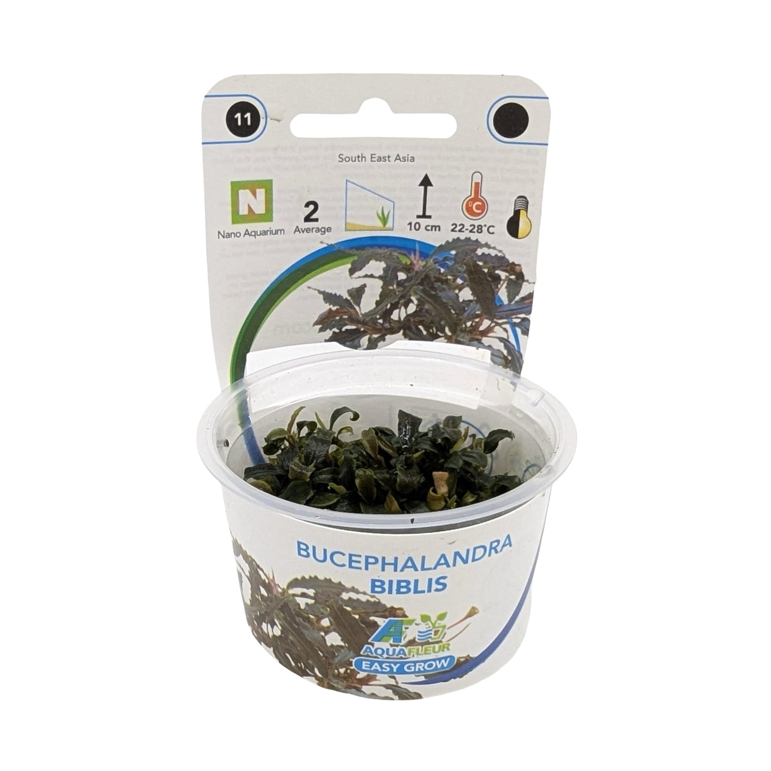 Easy Grow Bucephalandra biblis