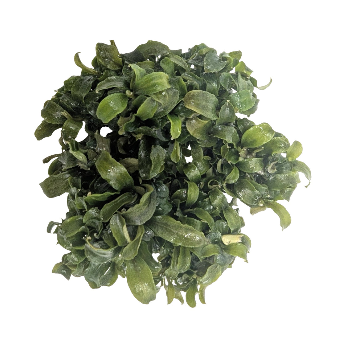 Easy Grow Bucephalandra theia Green