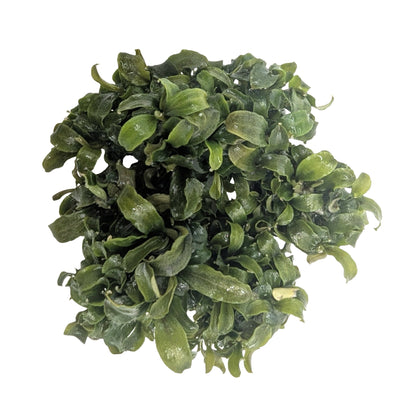 Easy Grow Bucephalandra theia Green