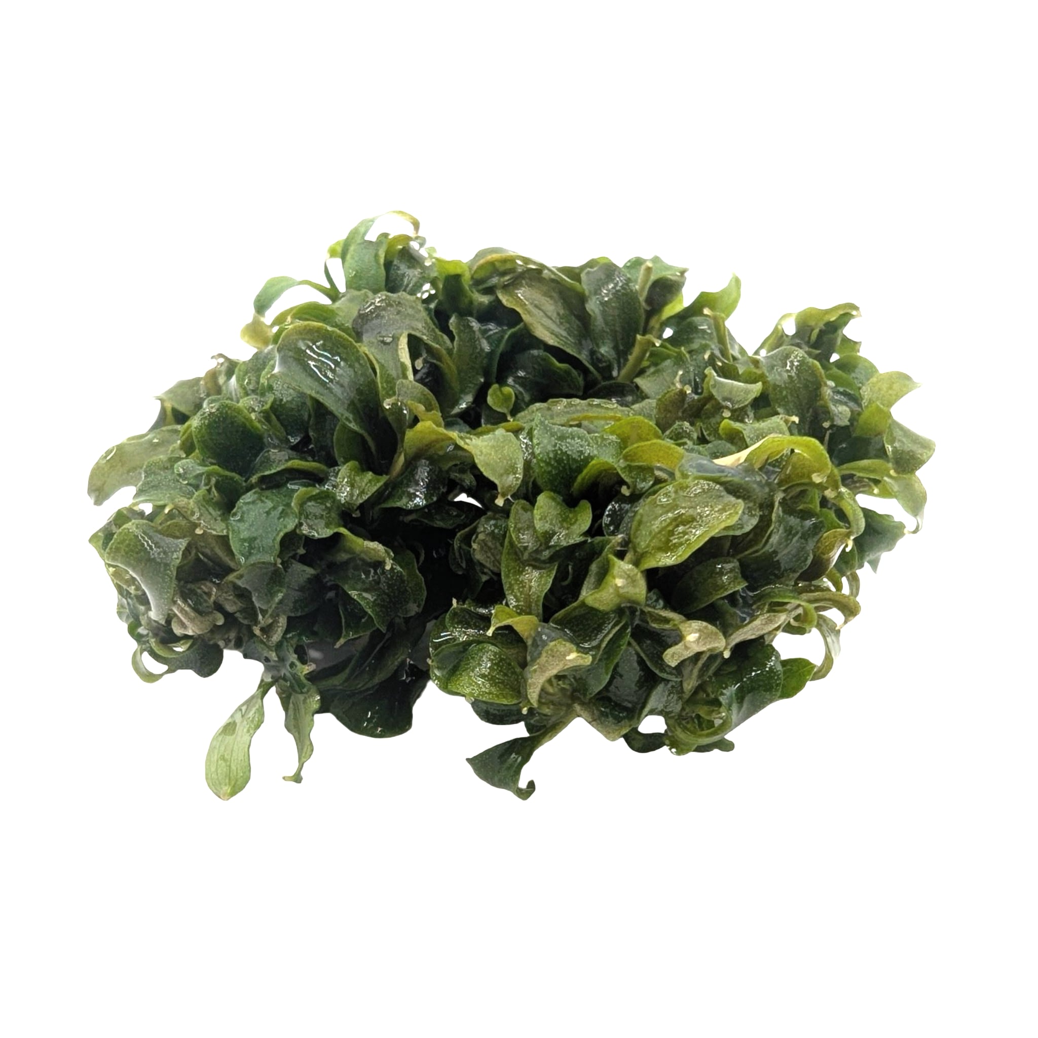 Easy Grow Bucephalandra theia Green