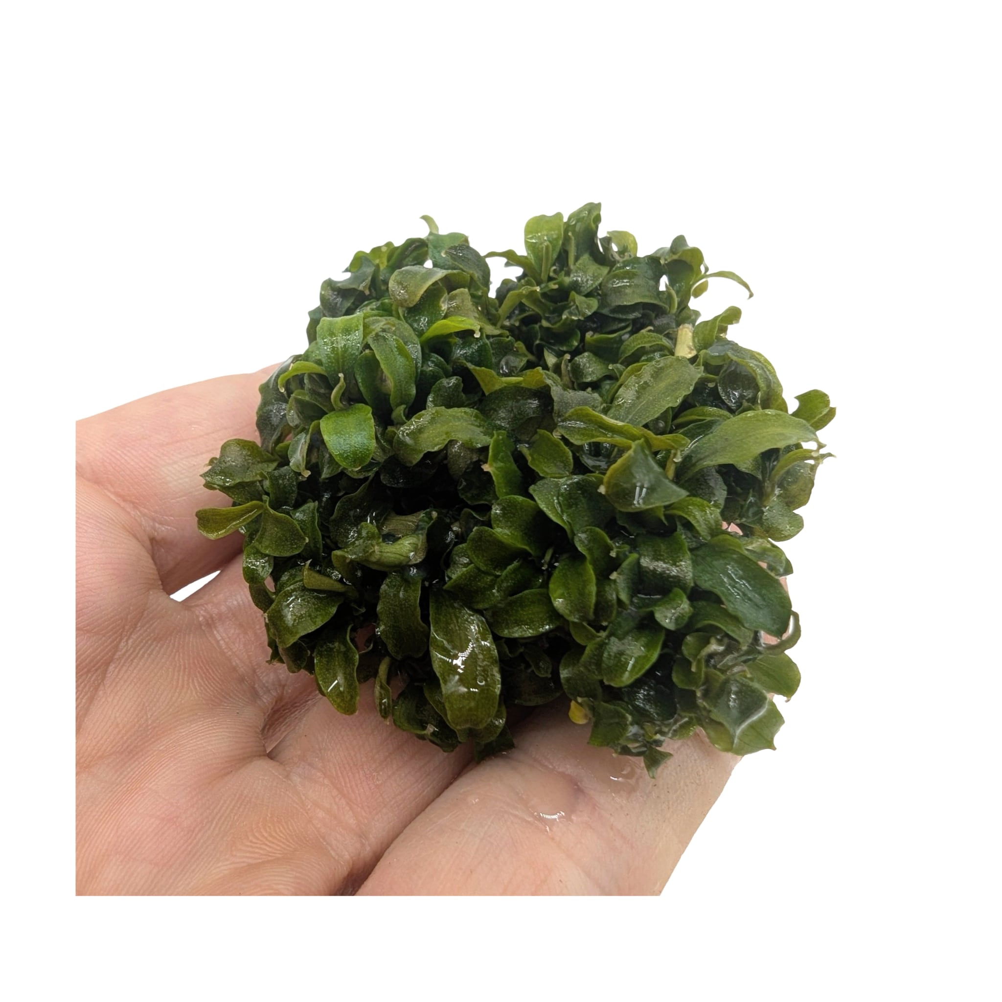 Easy Grow Bucephalandra theia Green