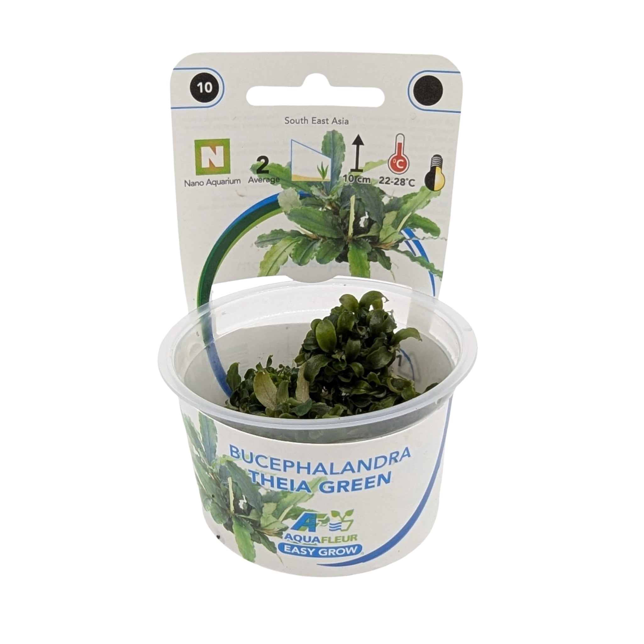 Easy Grow Bucephalandra theia Green