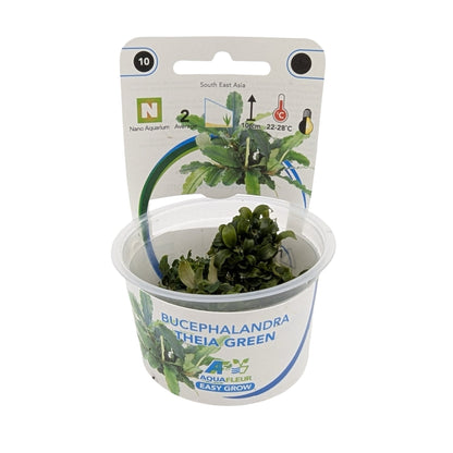Easy Grow Bucephalandra theia Green