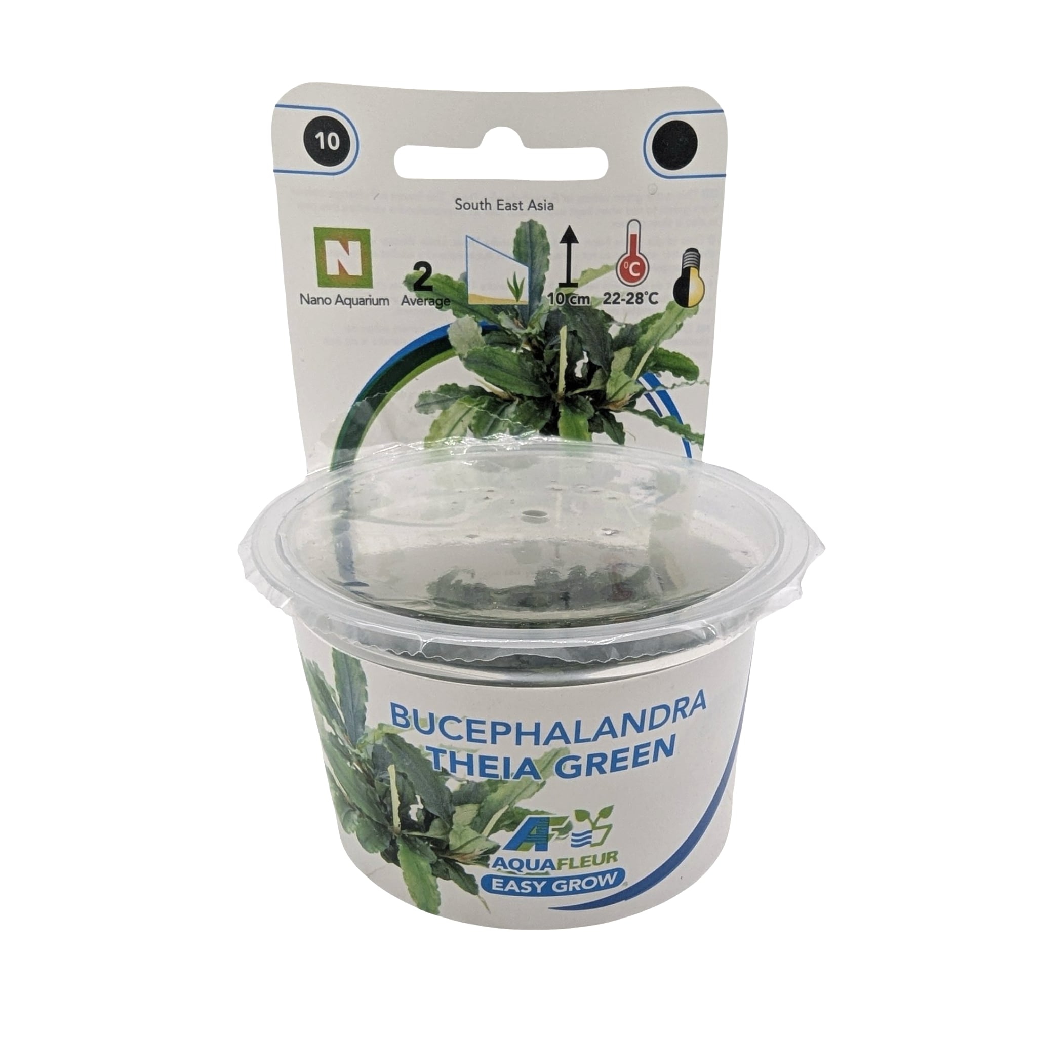 Easy Grow Bucephalandra theia Green