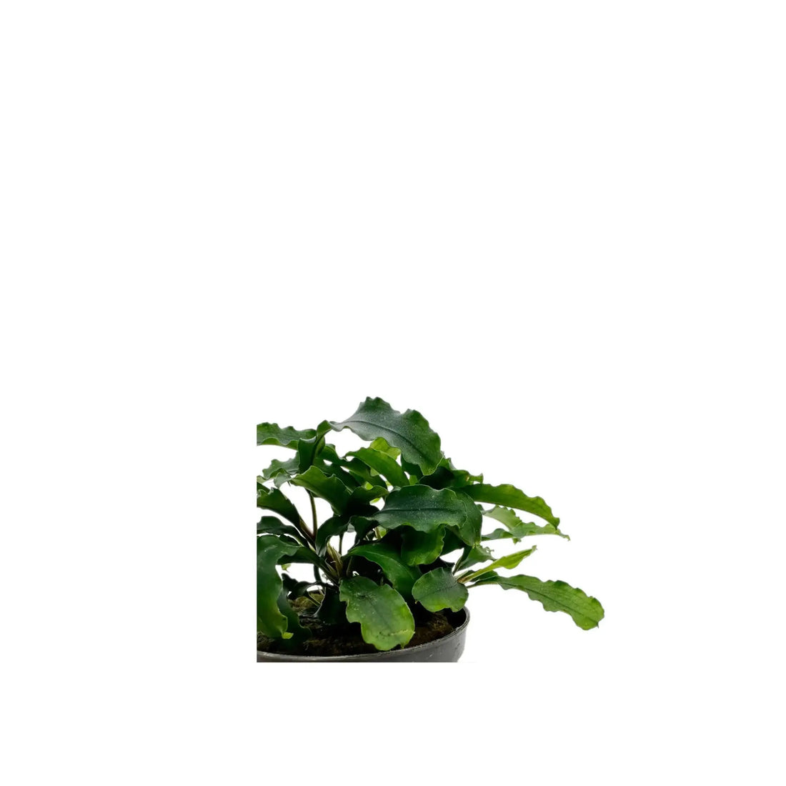 Bucephalandra green velvet Aquafleur