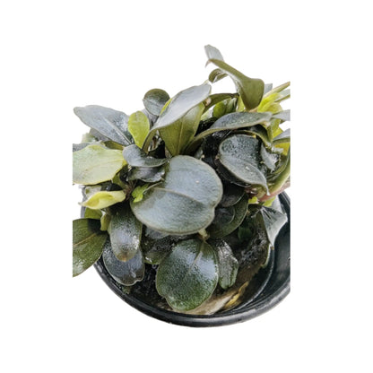 Bucephalandra lamandau Aquafleur