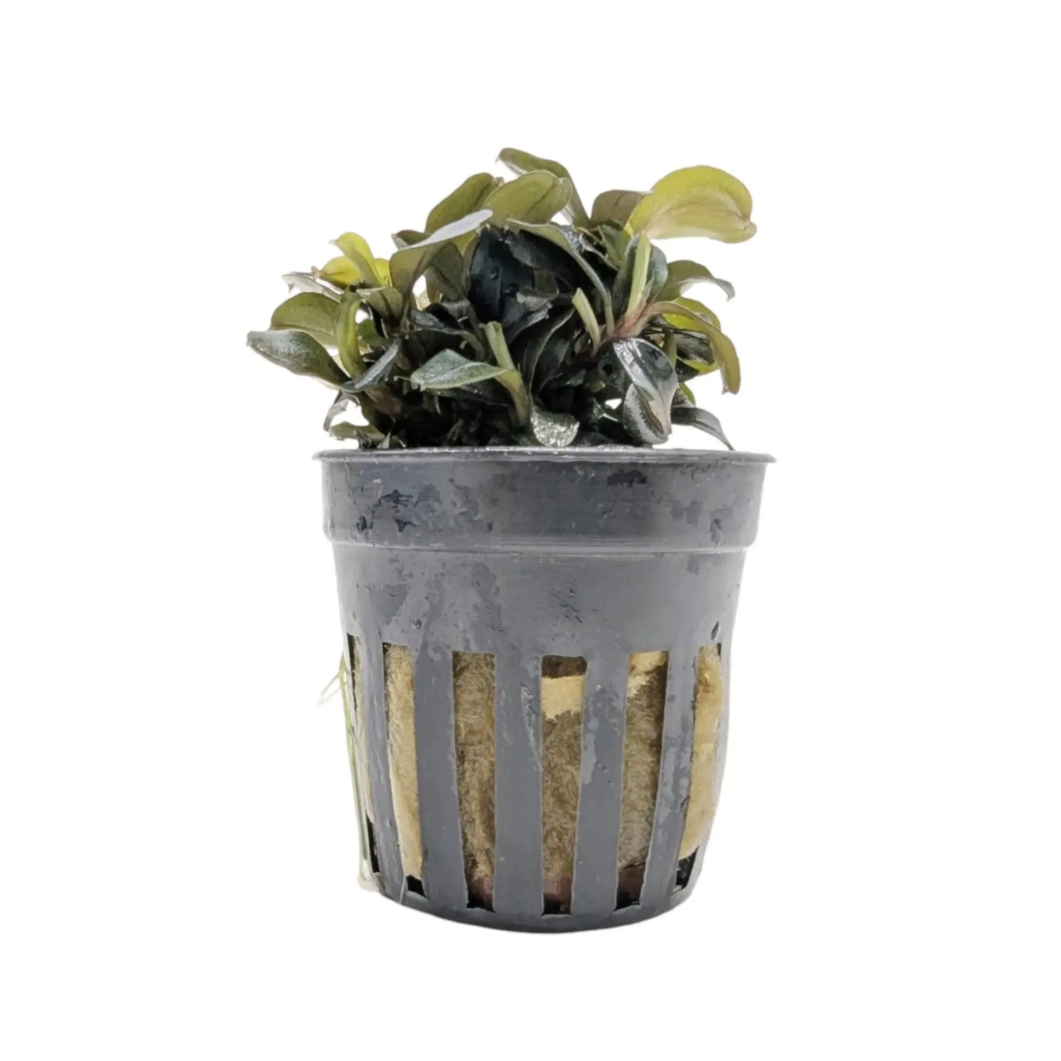 Bucephalandra lamandau Aquafleur