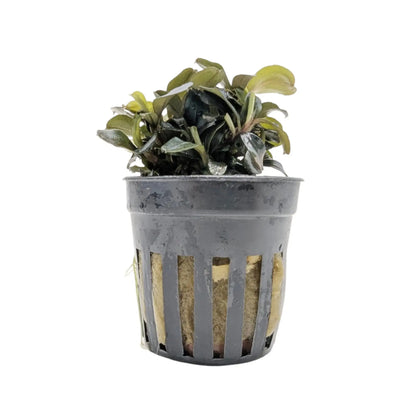 Bucephalandra lamandau Aquafleur