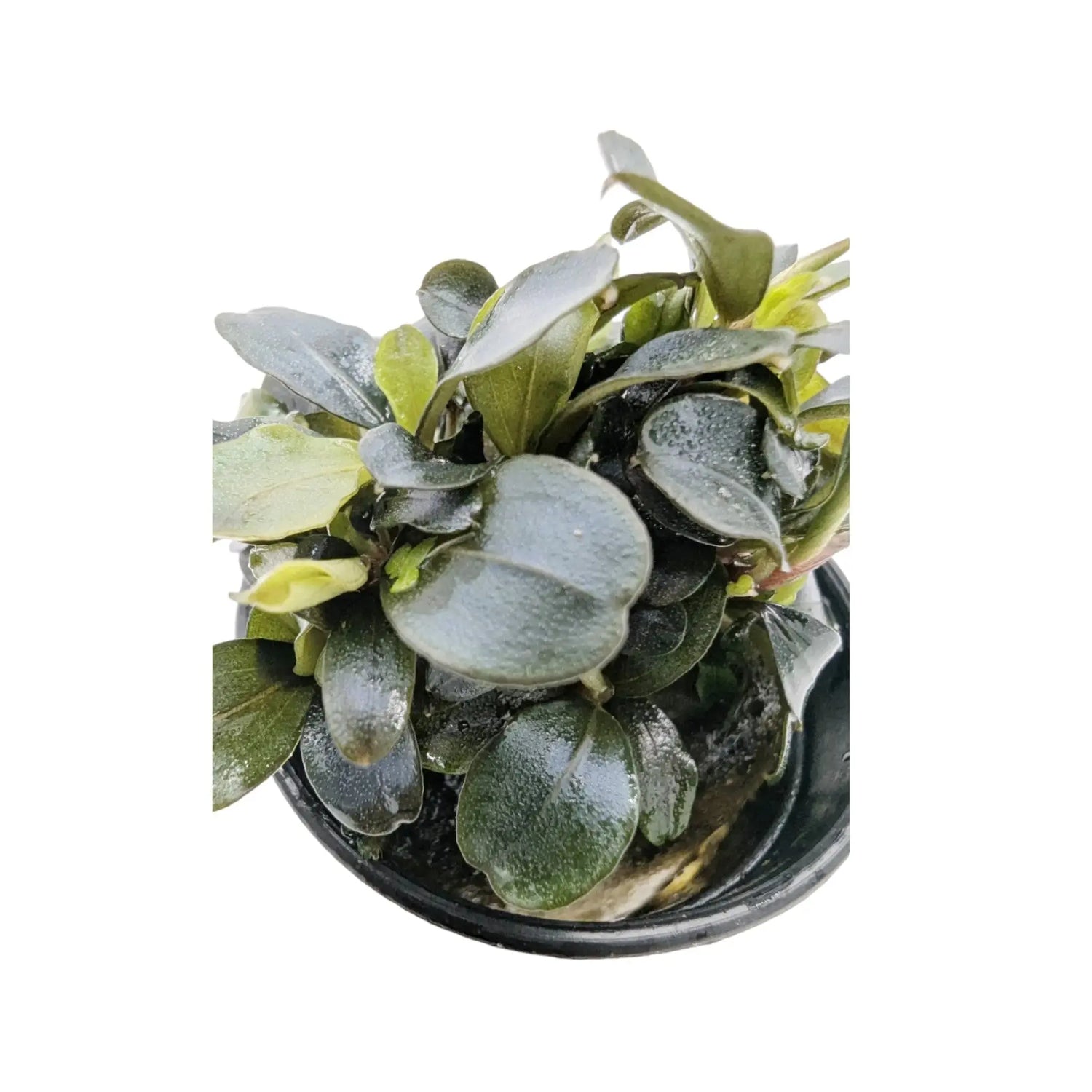 Bucephalandra lamandau Aquafleur