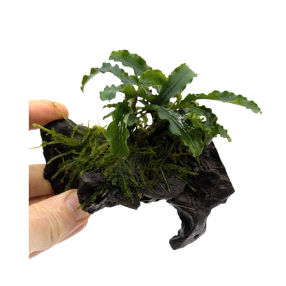 Bucephalandra on Wood with Moss - Nano