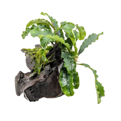 Bucephalandra on Wood with Moss - Nano