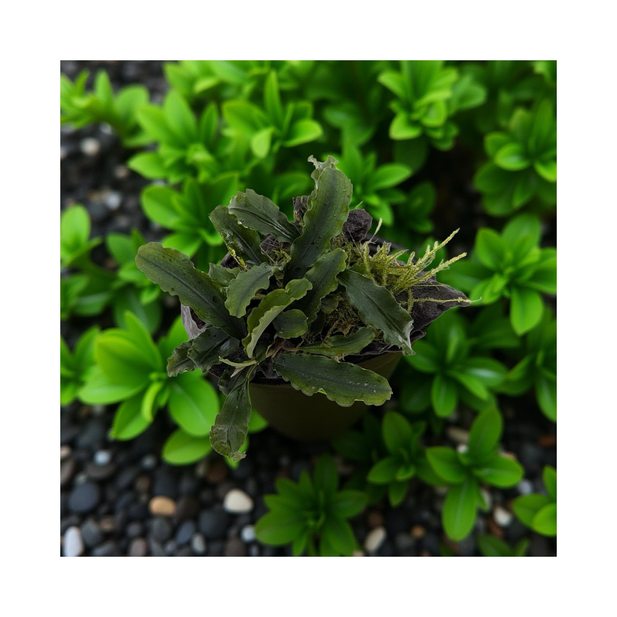 Bucephalandra on Wood with Moss - Nano