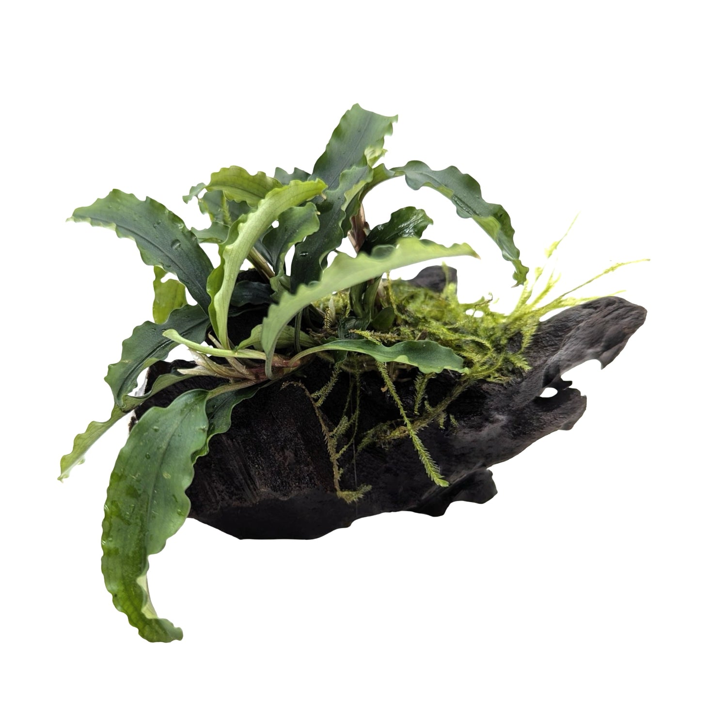 Bucephalandra on Wood with Moss - Nano