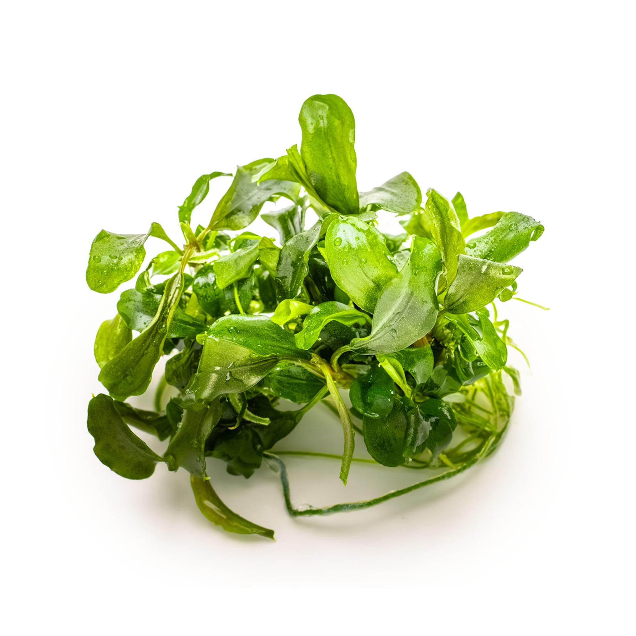 Tropica Bucephalandra pygmaea Bukit Kalem 1-2-GROW!