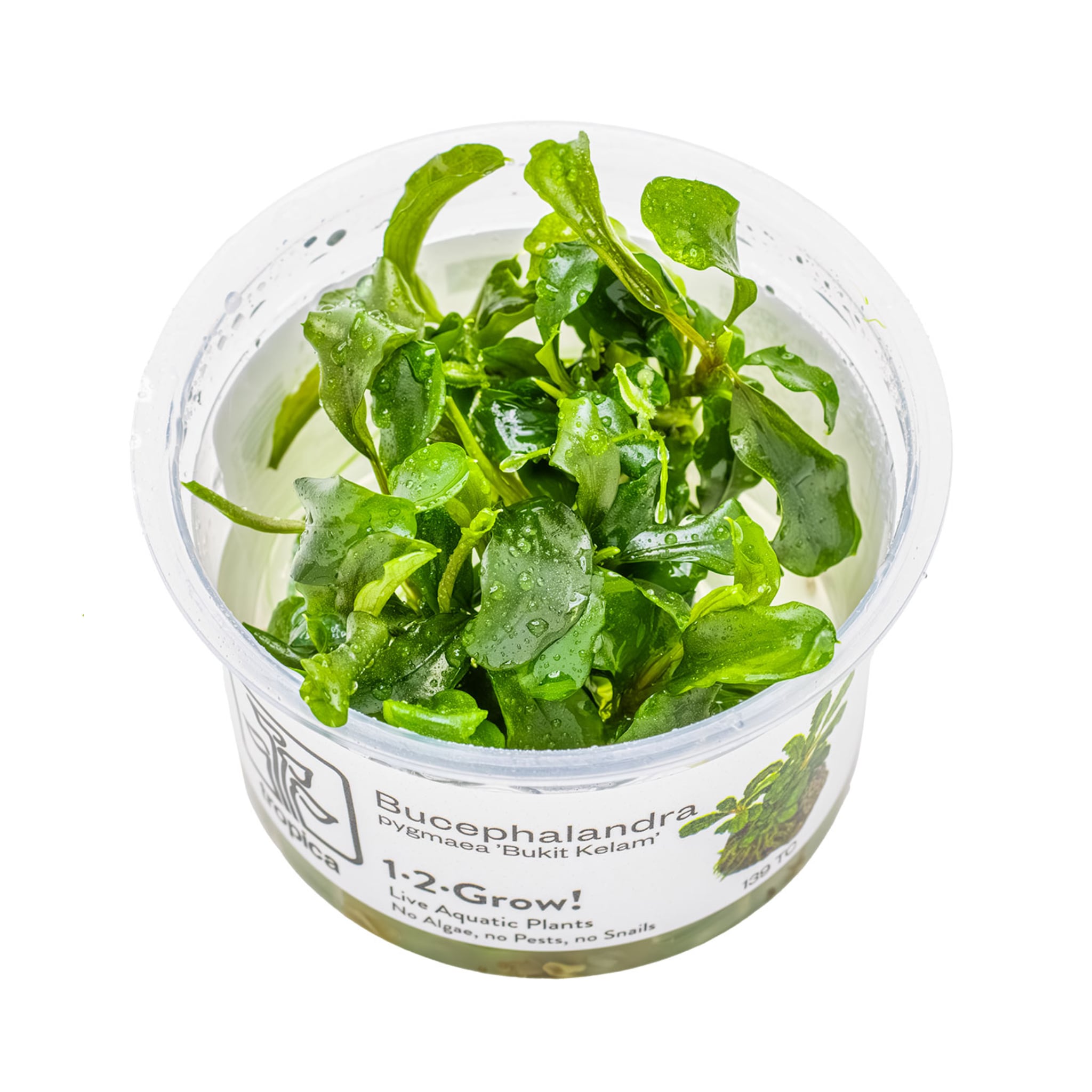 Tropica Bucephalandra pygmaea Bukit Kalem 1-2-GROW! - Aqua Essentials