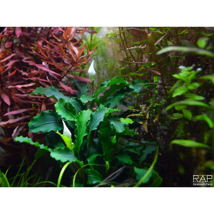 Bucephalandra pygmaea Bukit Kelam - Aqua Essentials