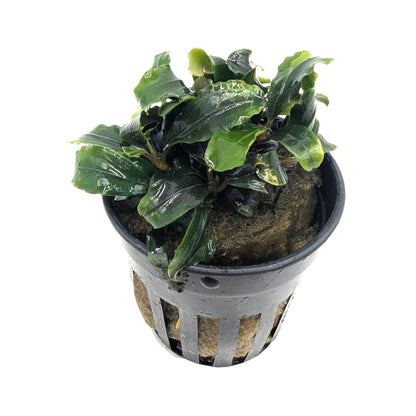 Bucephalandra sintang