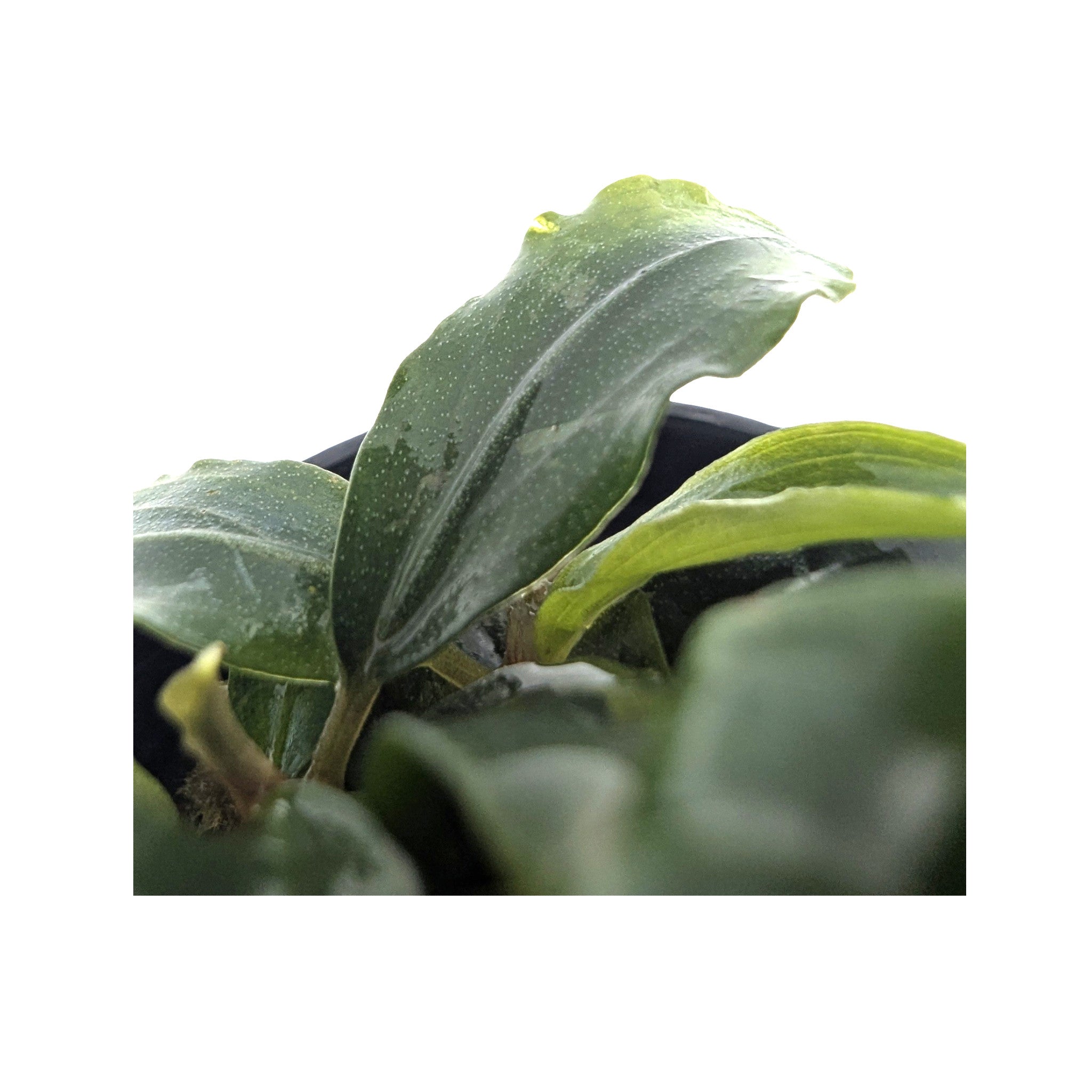 Bucephalandra sintang - Borneo Aquarium Epiphyte - Aqua Essentials