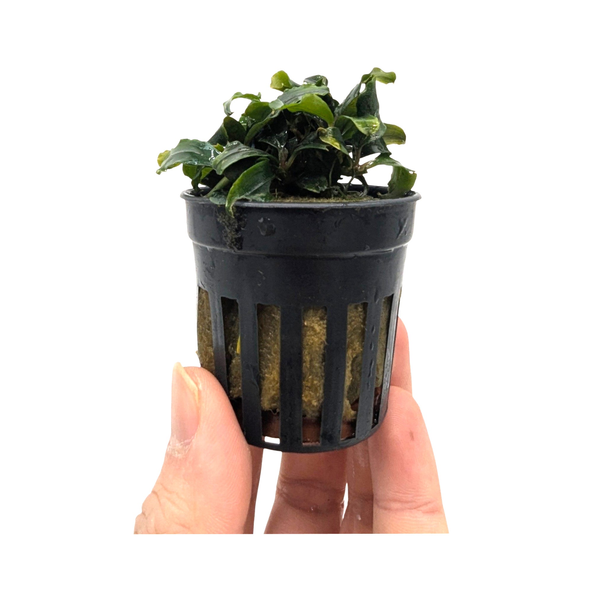 Borneo Bucephalandra sp.Sintang Kayu Lapis ブセファランドラ sp