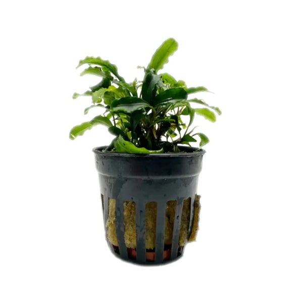 HW便】Bucephalandra sp.