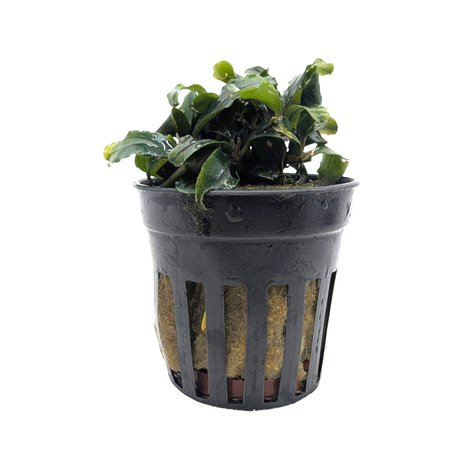 Bucephalandra sintang