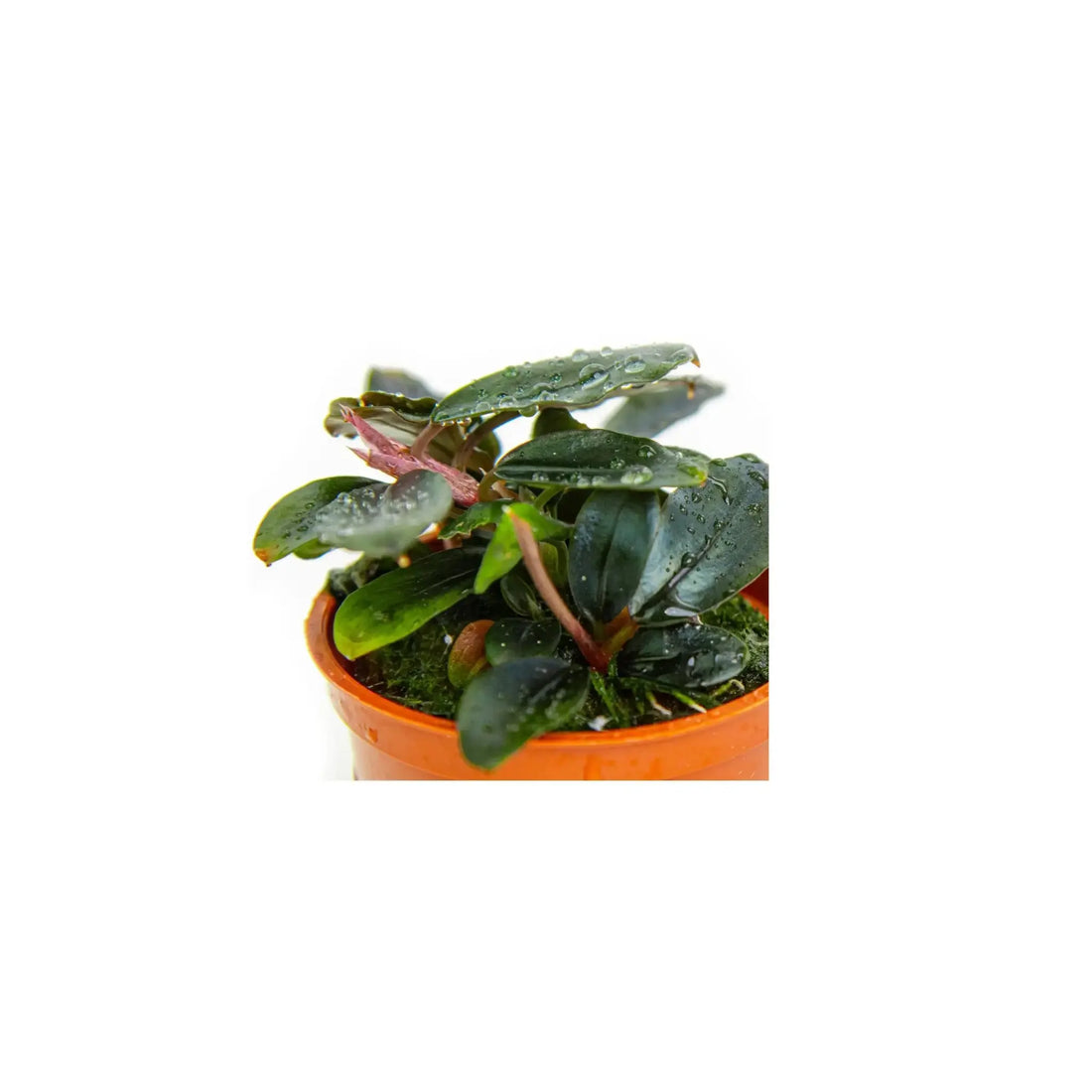 Bucephalandra sordidula Blue Tropica